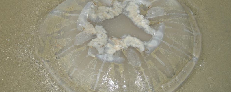 生海蜇怎么处理才能吃