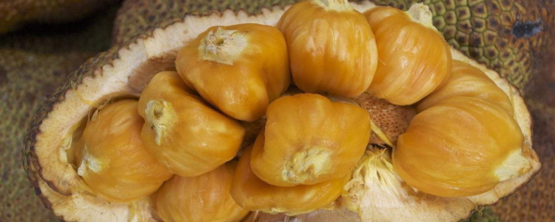菠萝蜜脂肪含量高吗