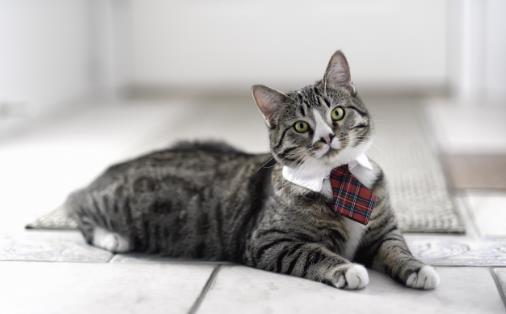 猫咪年算多大才算是长大成猫 猫咪日常喂养注意事项