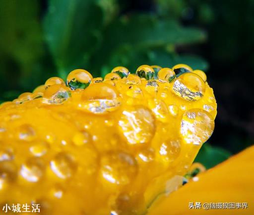 使用手機拍攝花卉，需要另配微距鏡頭嗎？