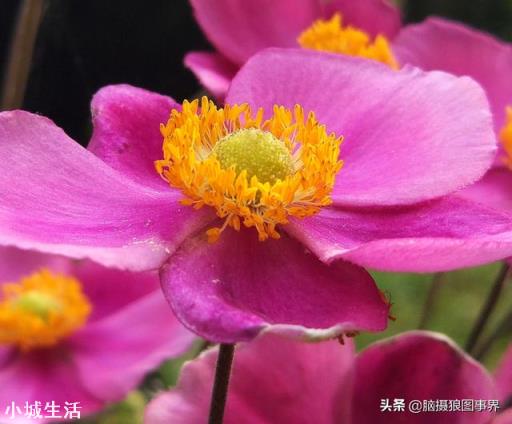使用手機拍攝花卉，需要另配微距鏡頭嗎？