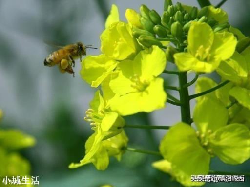 使用手機拍攝花卉，需要另配微距鏡頭嗎？