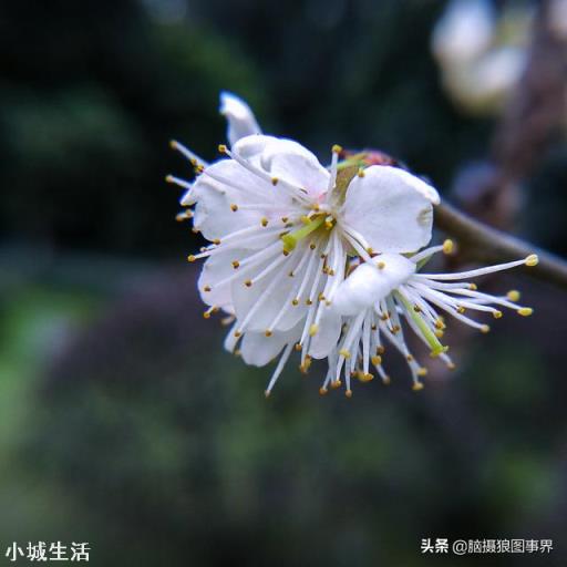 使用手機拍攝花卉，需要另配微距鏡頭嗎？