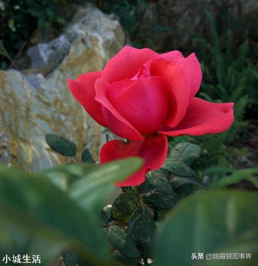 使用手機拍攝花卉，需要另配微距鏡頭嗎？