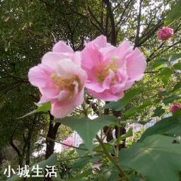 使用手機拍攝花卉，需要另配微距鏡頭嗎？