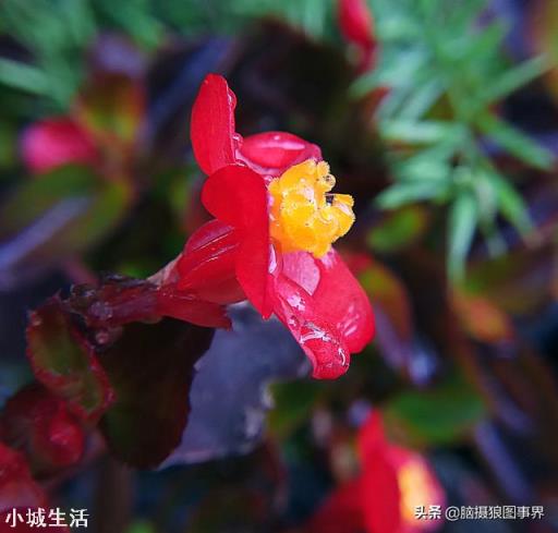 使用手機拍攝花卉，需要另配微距鏡頭嗎？