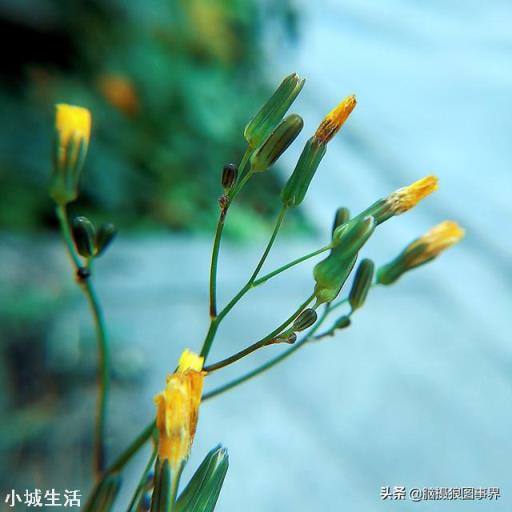 使用手機拍攝花卉，需要另配微距鏡頭嗎？