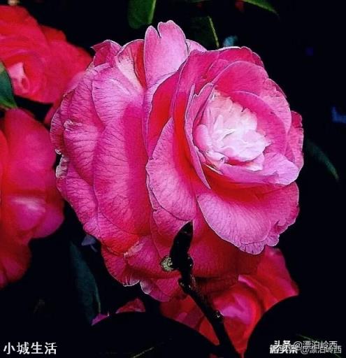 使用手機拍攝花卉，需要另配微距鏡頭嗎？