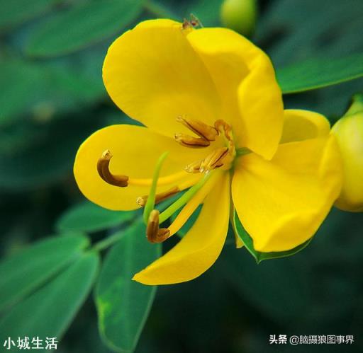 使用手機拍攝花卉，需要另配微距鏡頭嗎？