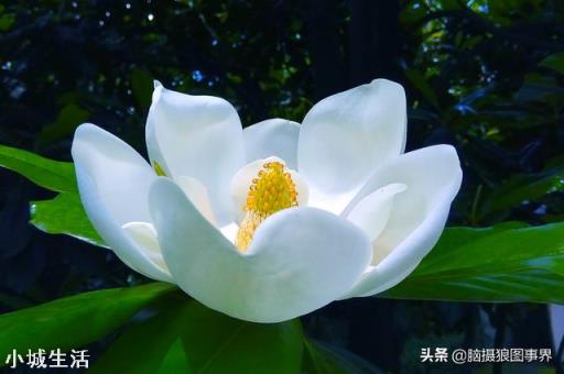 使用手機拍攝花卉，需要另配微距鏡頭嗎？