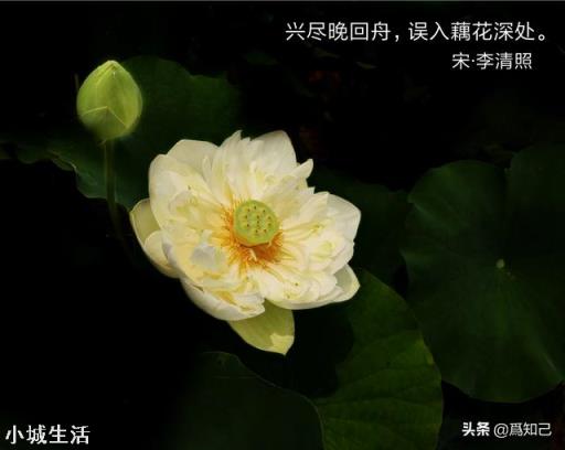 手机摄影有必要用外接镜头吗？对拍摄有哪些作用？