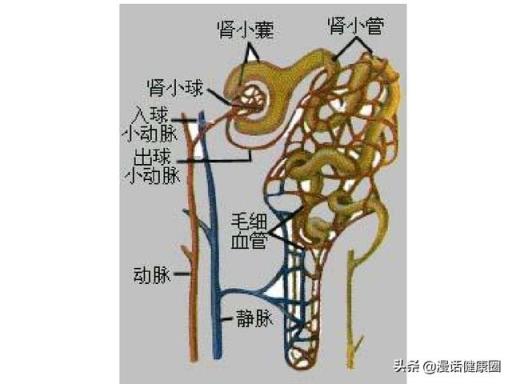 尿酸高的人，吃些什么比较好？