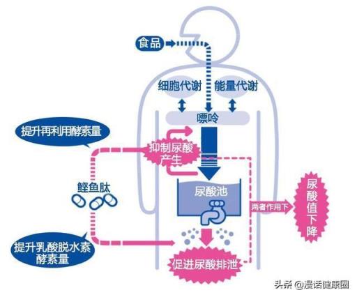 尿酸高的人，吃些什么比较好？