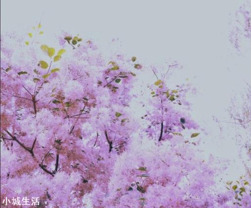 专注手机摄影,是否需要购买手机镜头?