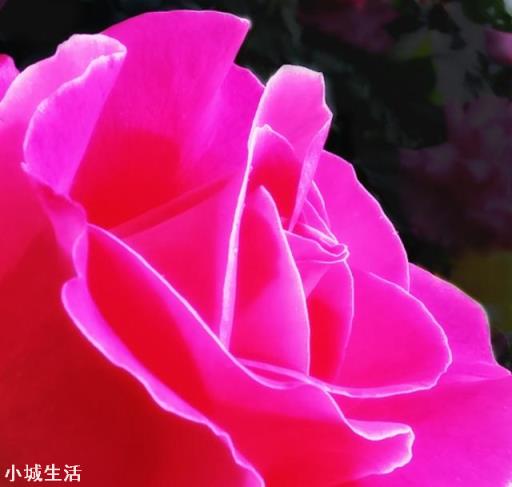 专注手机摄影,是否需要购买手机镜头?