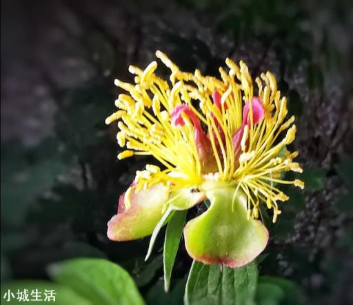 专注手机摄影,是否需要购买手机镜头?