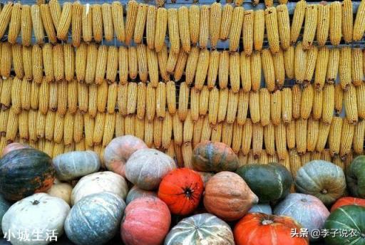 俄罗斯限制粮食出口,玉米的1.5元时代还有多久?