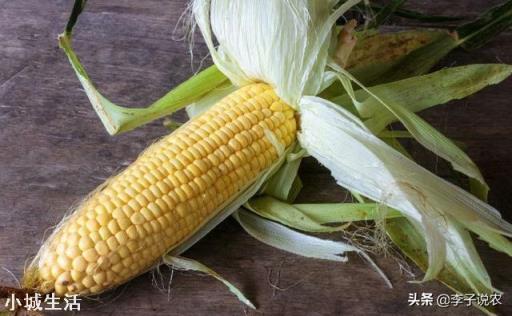 俄罗斯限制粮食出口,玉米的1.5元时代还有多久?