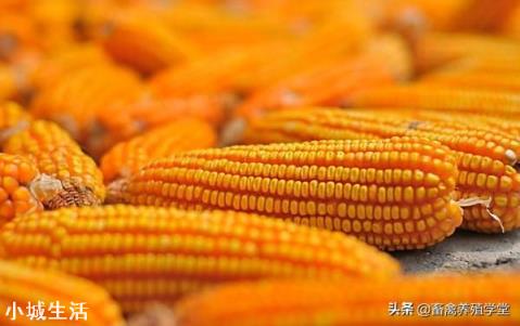 俄罗斯限制粮食出口,玉米的1.5元时代还有多久?