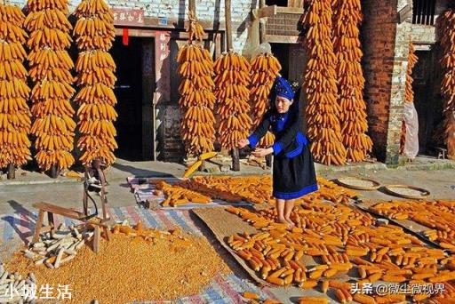 俄罗斯限制粮食出口,玉米的1.5元时代还有多久?