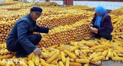 俄罗斯限制粮食出口,玉米的1.5元时代还有多久?