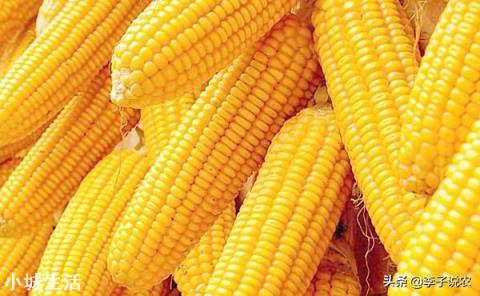 俄罗斯限制粮食出口,玉米的1.5元时代还有多久?