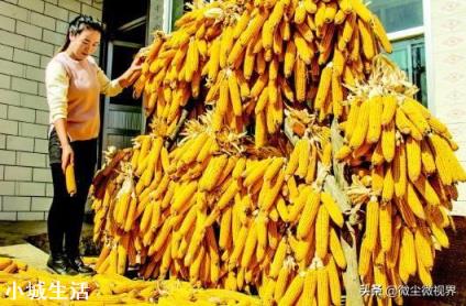 俄罗斯限制粮食出口,玉米的1.5元时代还有多久?