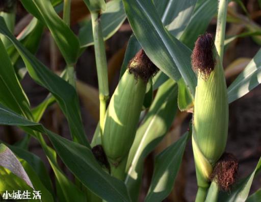 俄罗斯限制粮食出口,玉米的1.5元时代还有多久?