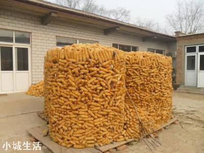 是不是今年农民伯伯的玉米可以卖高价钱？