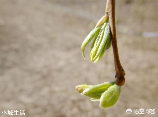 柳树芽采后怎么处理和保存？