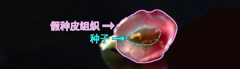搬新家送什么礼物寓意好 乔迁新居送什么礼物