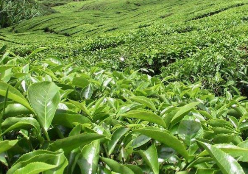 茶树的产源考证 品种分类