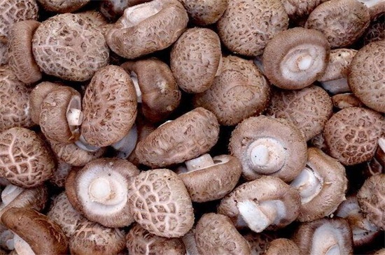 干香菇泡多久合适