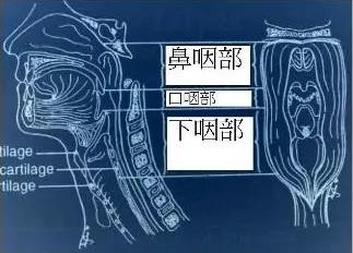 成都民生耳鼻喉專家提醒：下咽癌癥狀隱蔽，早期難以發(fā)現(xiàn)！