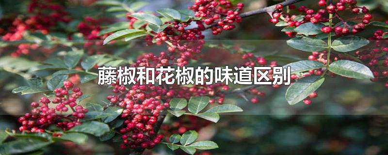 藤椒和花椒的味道区别_藤椒和花椒的味道区别