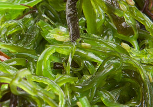 裙带菜怎么做好吃 用焯水吗