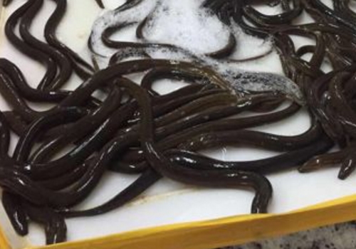 钓黄鳝用什么饵料 怎么钓