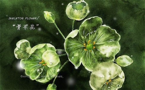 山荷花遇水变透明 世界上最会隐身的植物