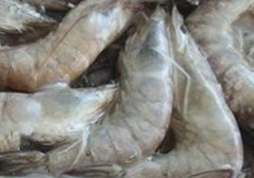 青虾是海虾还是河虾 怎么去虾线