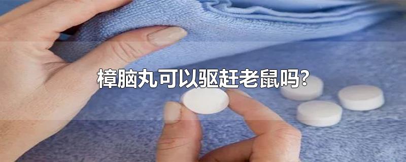 樟脑丸可以驱赶老鼠吗?_老鼠要如何去除