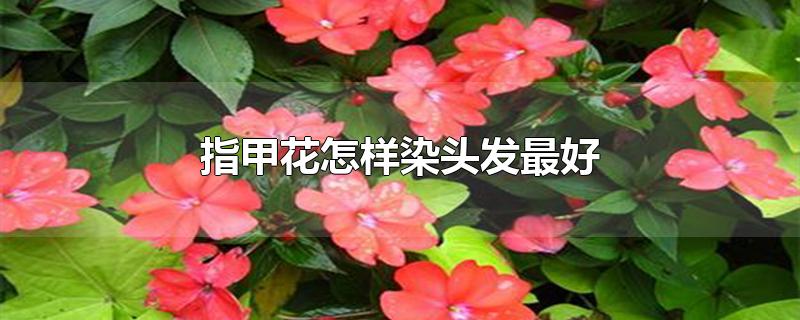 指甲花怎样染头发最好_指甲花是什么