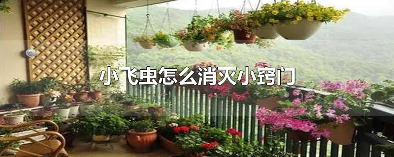小飞虫怎么消灭小窍门_小飞虫怎么消灭小窍门