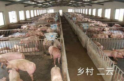 生猪价格一路下跌，猪肉的价格变化却不大，为啥呢？