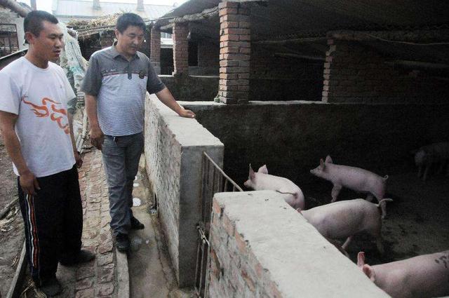 生猪价格一路下跌，猪肉的价格变化却不大，为啥呢？
