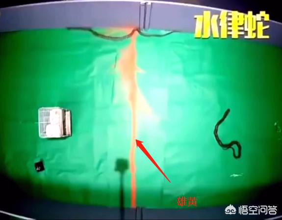 蛇最怕什么药?