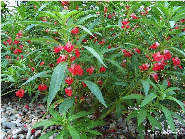 蛇最怕什么药?
