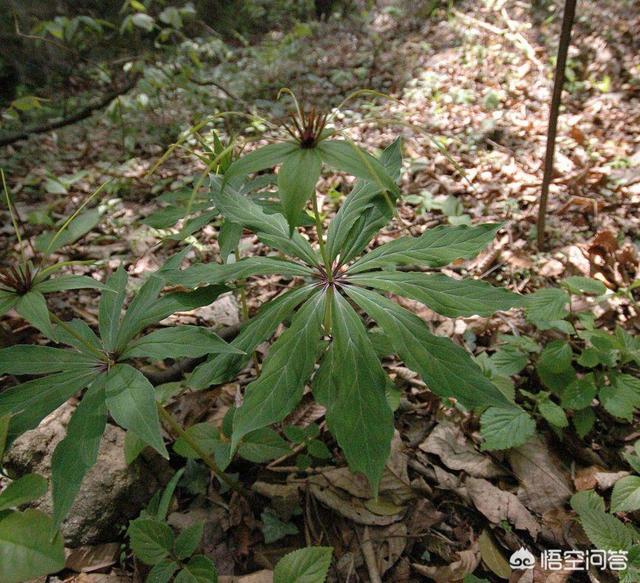 蛇最怕什么药?