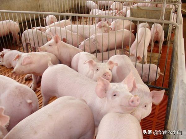2020年下半年猪价有回升的可能吗？