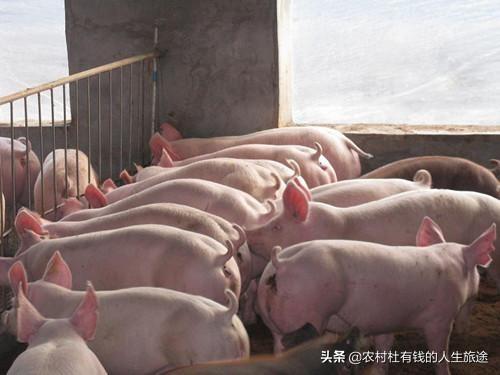 2020年下半年猪价有回升的可能吗？