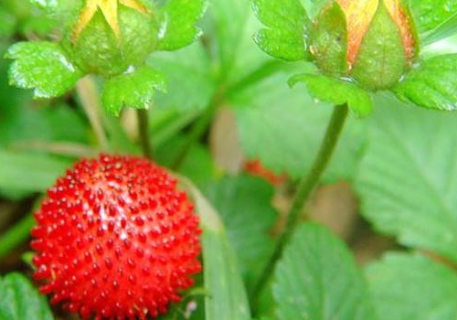宝宝可以吃野草莓吗 拉出草莓籽是消化不良吗